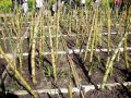 2010 05 24 jeanmarcperfetti.com 063.JPG